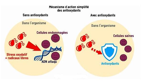 antioxydants, vitaélix, defense, systeme immuntaire.