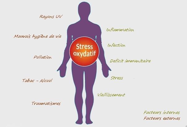 oxydant, stress,oxydatif, facteurs de stress