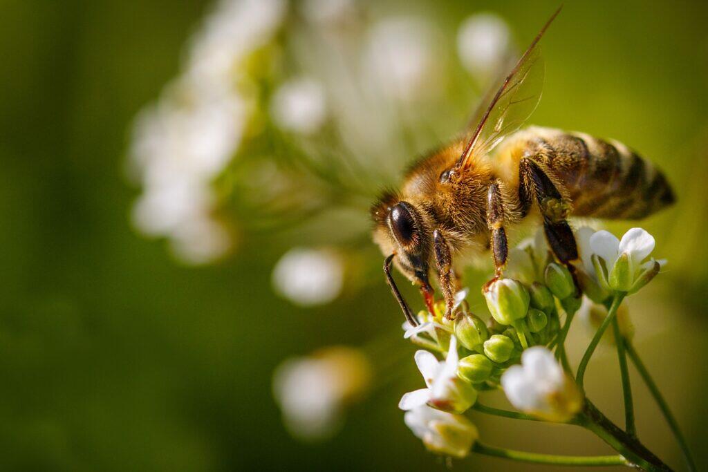Les abeilles récoltent le nectar qui servira à fabriquer le miel