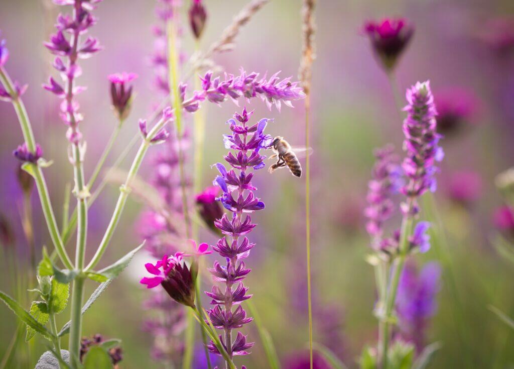 Les abeilles récoltent le nectar des fleurs
