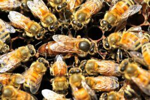 Les abeilles ouvrieres prennent soin de la reine.